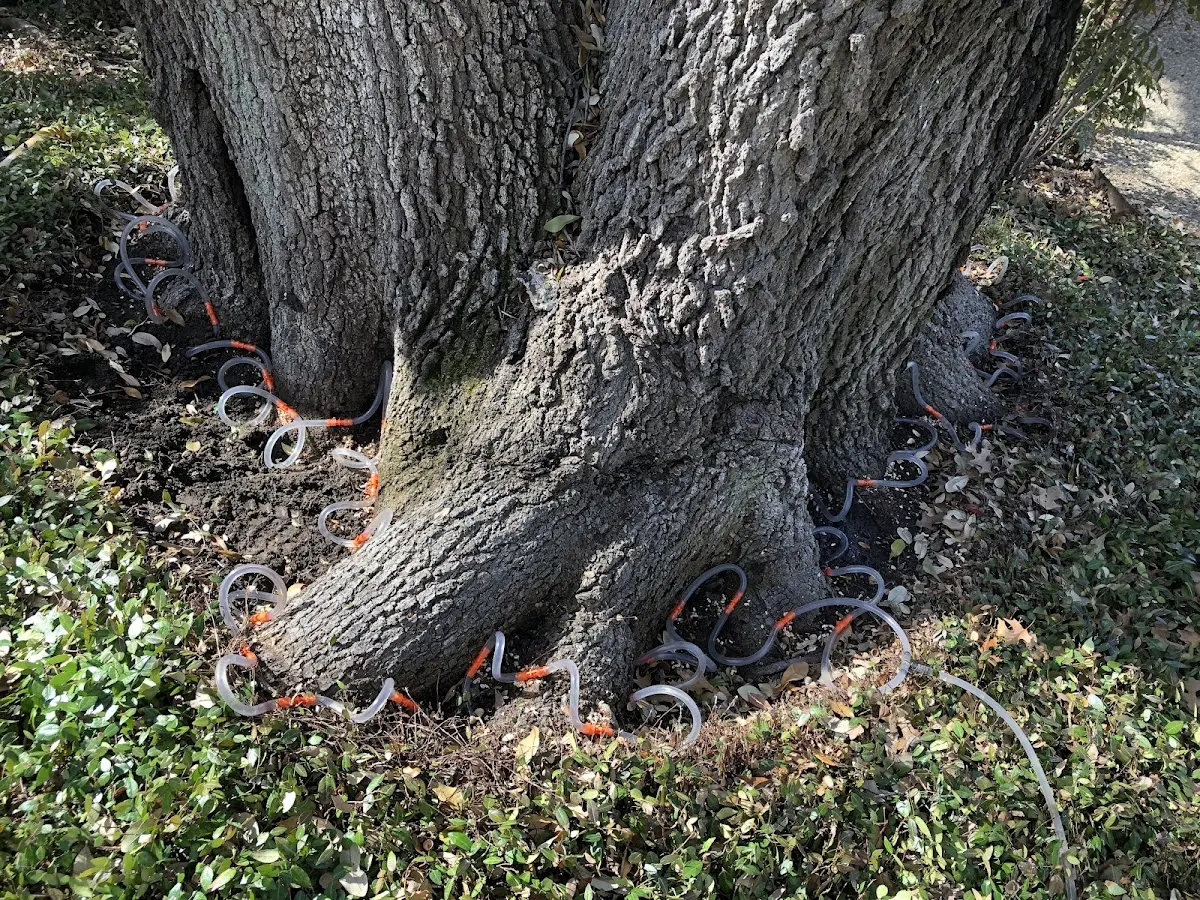 Detailed Tree Cabling and Bracing job site in Belzoni