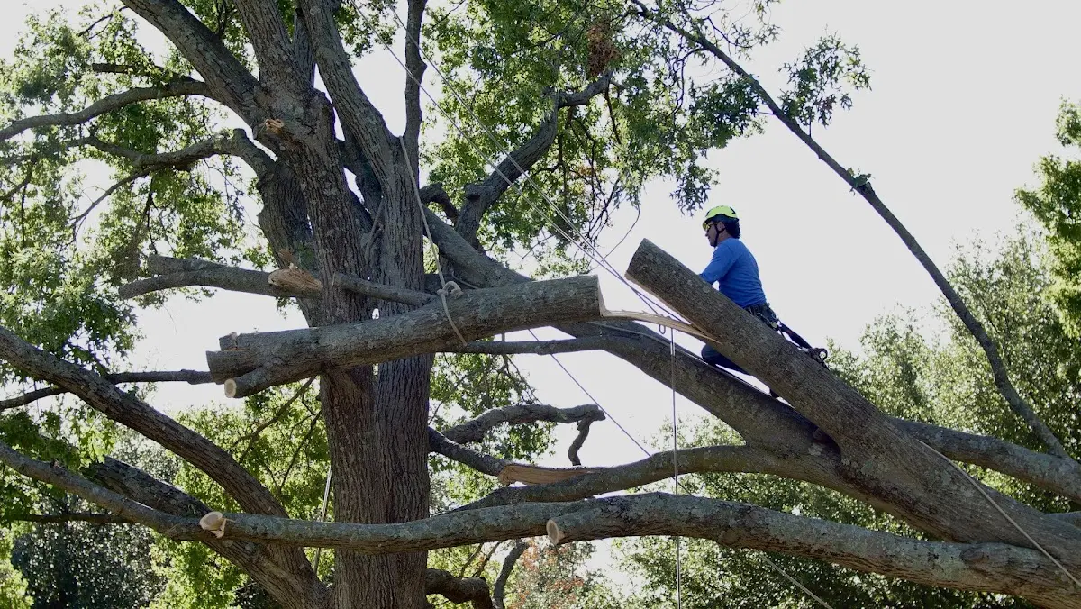 Professional Crown Thinning performed by certified arborists in Belzoni